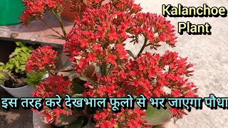 kalanchoe plant carenature gardening youtube shashi6928 [upl. by Nonnad]