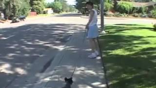 Puppys First Walk  drsophiayincom [upl. by Eemaj756]