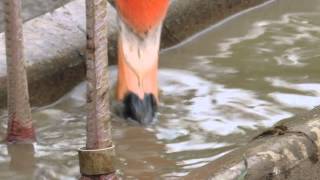 Caribbean Flamingo Eating Up Close [upl. by Annoved]