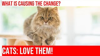 Cats Common Illnesses amp Warning Signs [upl. by Morel]