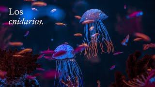 Los CNIDARIOS ¿Qué son ¿Cuáles son sus características  EduCaixa [upl. by Notgnirra]