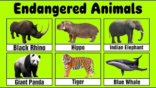 Endangered Animals for kids [upl. by Saixela]