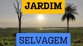 JARDIM SELVAGEM DO RIO PARANÁ [upl. by Lamprey395]