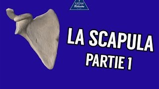 La Scapula  Partie 1 [upl. by Klute]