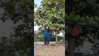 Almond Tree foryou subscribe food villagelife villagevlog [upl. by Retniw]