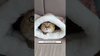 Cat sleeping bag Link is on bio or copywwwniopetscom [upl. by Hourihan]