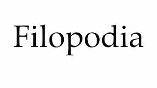 How to Pronounce Filopodia [upl. by Saltzman]