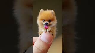 The Littlest Baby Pomeranian Has Arrived  Pomeranian 포메리안 [upl. by Ardnusal]