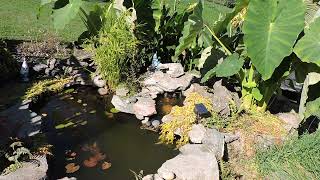 Garden Pond made from MacCourt Kodiak 165 Gal Preformed Pond Liner [upl. by Frierson744]