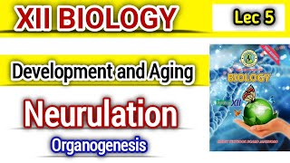 Events of Neurulation lec 5  Organogenesis class 12 bio new book [upl. by Ocsisnarf]