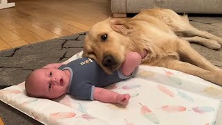 Golden Retriever Adopts Adorable Baby As His Own Cutest Ever [upl. by Notyad]