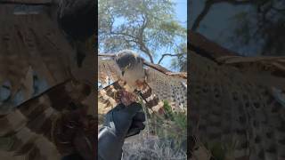 Lola de goshawk flying to the fist shorts goshawk falconry birdofprey wildanimal [upl. by Claud]