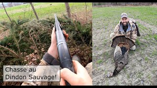 Chasse au Dindon Sauvage les hauts et les bas  Turkey Hunt [upl. by Gaulin895]