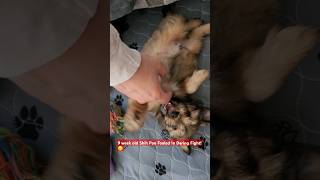 9 week old Shih Poo Fooled By Owner During Battle adorable puppy cuteanimal pets shihpoo [upl. by Bunny]