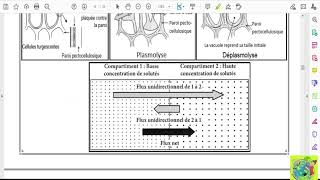 Partie 03 Absorption de leau et des sels minéraux La diffusion et la perméabilité sélective [upl. by Monteria]