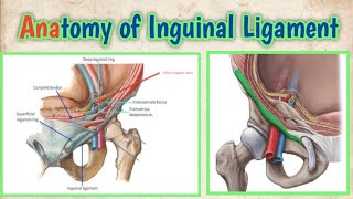 Anatomy Of Inguinal Ligament l abhishekghoolibmcri [upl. by Phyllida941]