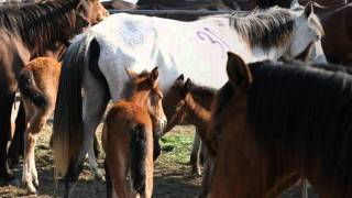 Caii salbatici de la Letea  Romanian Wild Horses [upl. by Uphemia]