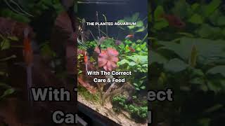 The Planted Aquarium Complete Guide To A Thriving Live Plant Fish Tank Rainbowfish [upl. by Honorine]