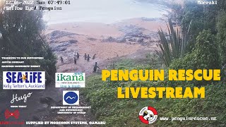 Penguin Rescue NZ Livestream [upl. by Odrarej]