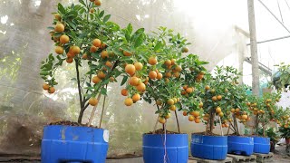 Method of growing kumquat and lemon from branches at home for lots of fruit [upl. by Reeher701]