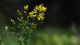 Verge dor  Solidage  Solidago virgaurea [upl. by Enala]