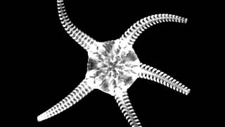 CT scan Brittle star Ophiuroidea  クモヒトデ [upl. by Auj]