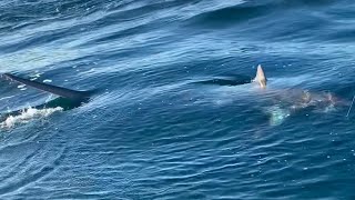 Thresher Shark fishing UK Cornwall [upl. by Anirual]