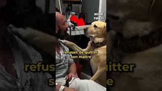 Ce chien reste au chevet de son maître durant toute la durée de son séjour à l’hôpital [upl. by Ayek]