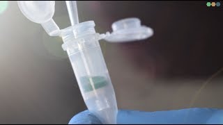 From sample to answer  Chapter 21 Nucleospin® DNA extraction [upl. by Nairot]