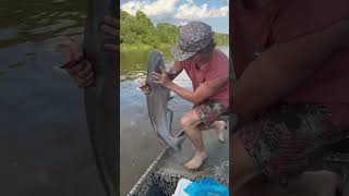 Caught a HAMMER SON catfishing monster blacklabs river fishing viralvideo shorts boat [upl. by Jorgensen]