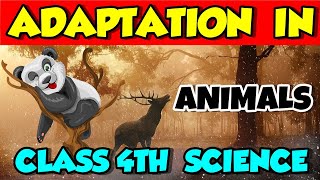 Adaptation in Animals Class 4th Science Chapter 3 explained in Hindi  natural science class 4th [upl. by Kevon]