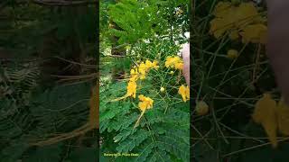 Acropetal Succession  Recemose Inflorescence flowers fauna nature [upl. by Schott783]