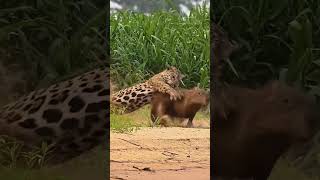 Into the Wild The Fierce Struggle Between Jaguar and Capybara [upl. by Airat634]