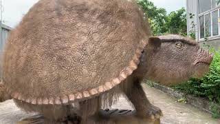 Dynamic Glyptodon model an ancient creature [upl. by Martinsen]