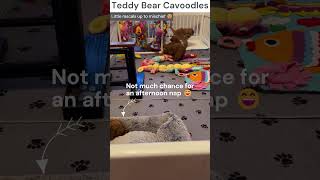 Cavoodle Puppies Being Very Very Cheeky 🐶🤗 teddybearcavoodles bestpuppyvideos cavoodle puppy [upl. by Lotz156]