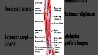 Anatomy Extensor Carpi Radialis Longus ECRL shorts [upl. by Jacquie]