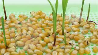 Fail to sprout supermarket popcorn kernels 27d in 56s [upl. by Gilberta]