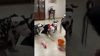 Dog ci mette la zampa e gli altri dog mangiano 🐾🐶 dogs dog dogfood dogvideosdogvideo [upl. by Kumagai913]