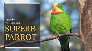 Superb Parrot  Barrabands Parrot  Barrabands Parakeet  Green Leek Parrot Polytelis Swainsonii [upl. by Llerat50]