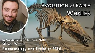 Evolution of Early Whales  Oliver Weeks Anning Lectures [upl. by Ellehcer180]