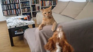 Day110 Kitten Bullying Patient Dog Brother All Day Long [upl. by Anitsua178]