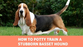 How To Potty Train a Stubborn Basset Hound  Easy Basset Hound Training Tips [upl. by Anid]