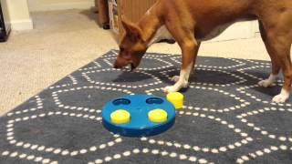 Basenji Plays with Puzzle [upl. by Nosdrahcir338]