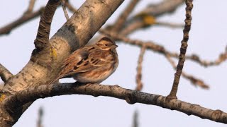 strnad tajgový Emberiza rustica 3 záznam pro ČR [upl. by Ennaillek]