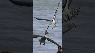 ospreys ospreycam wildlifephotography falcon [upl. by Satsok]