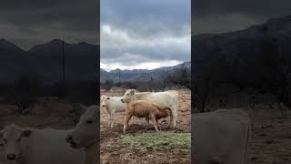 Red Angus Charolais Cross Calf from Longhorn Cross Cow [upl. by Austreng]