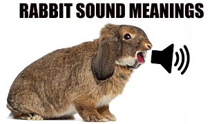 13 Sounds Rabbits Make and What They Mean [upl. by Wonacott]