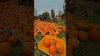 downey’s farm canadavibes canadalife pumpkin season son [upl. by Ruenhcs]