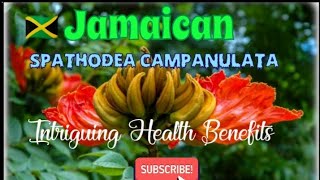 Jamaican Spathodea Campanulata  Health Benefits 🇯🇲 jamaica [upl. by Aeht216]