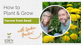 How to Plant and Grow Yarrow from Seed [upl. by Acinot]